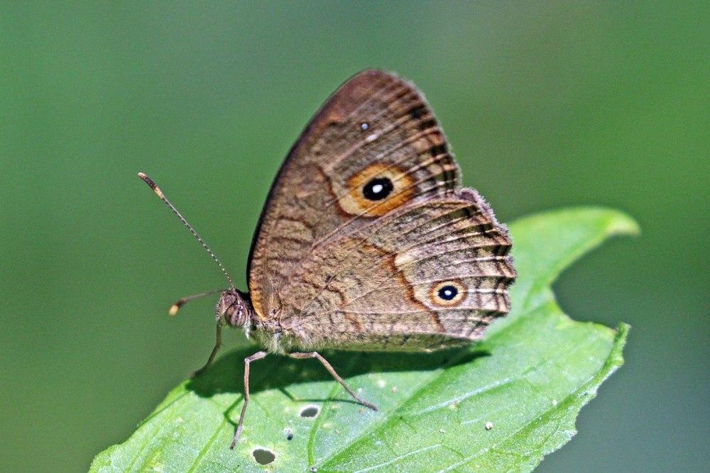 Heteropsis davisoni