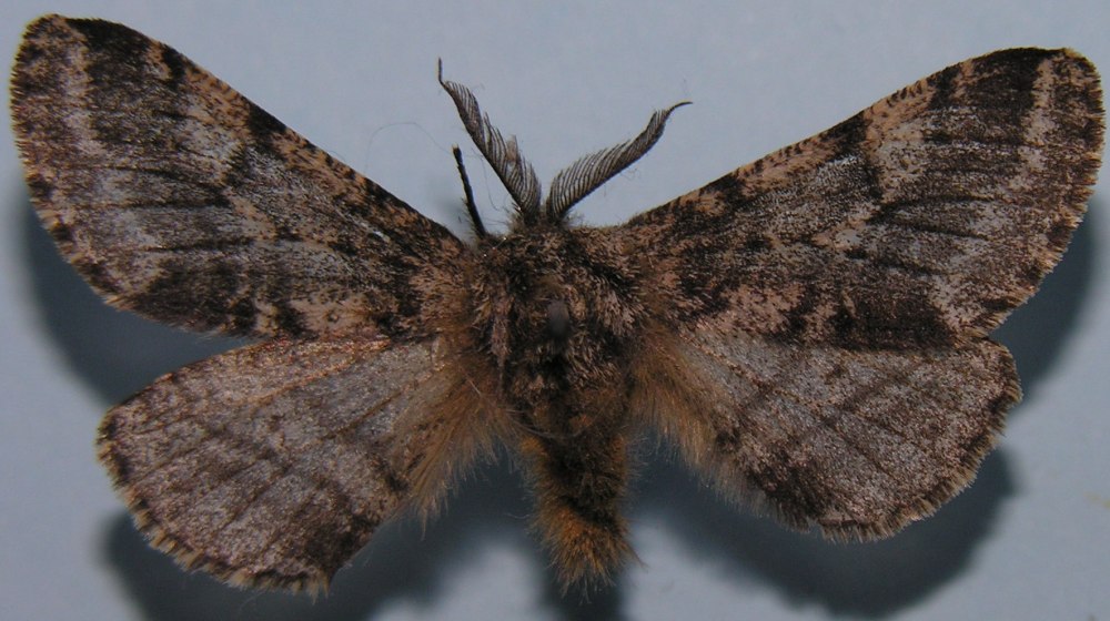 Lycia hirtaria