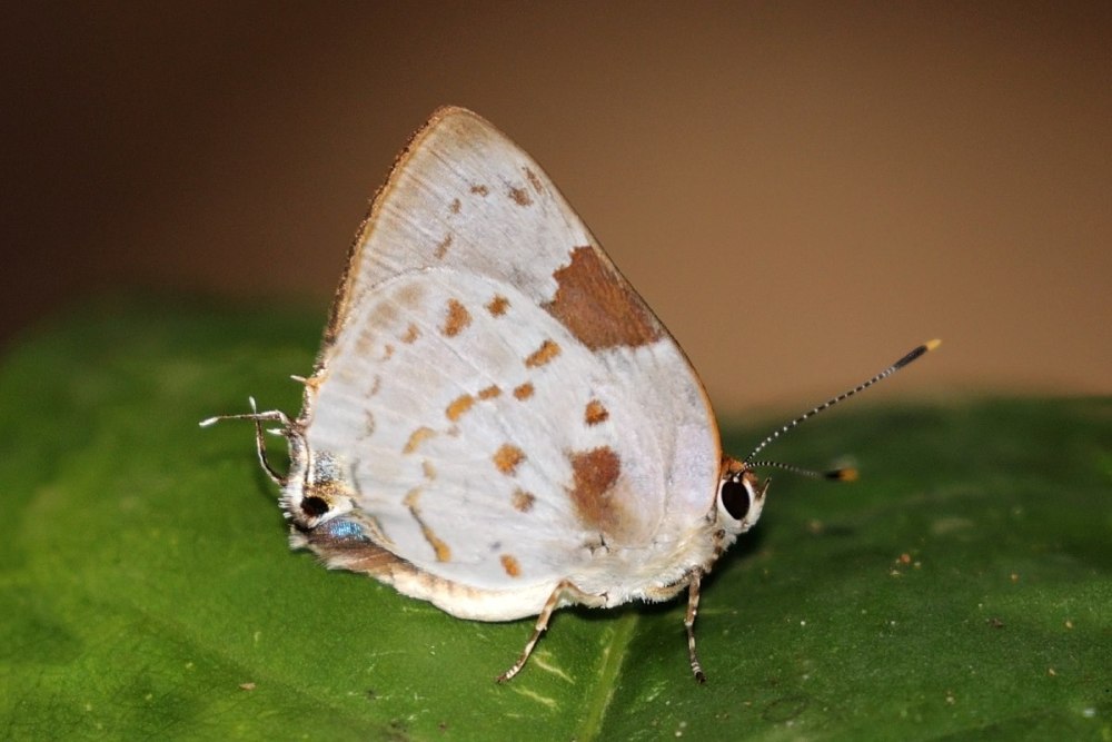 Tmolus