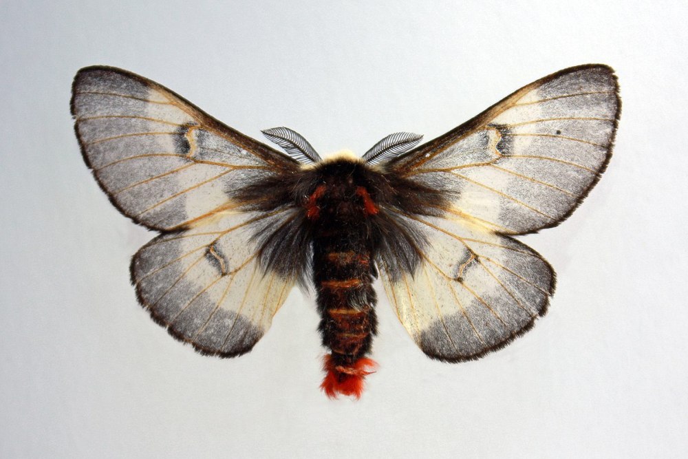 Hemileuca grotei