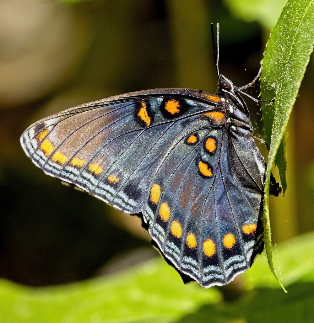 Бабочка Limenitis Arthemis