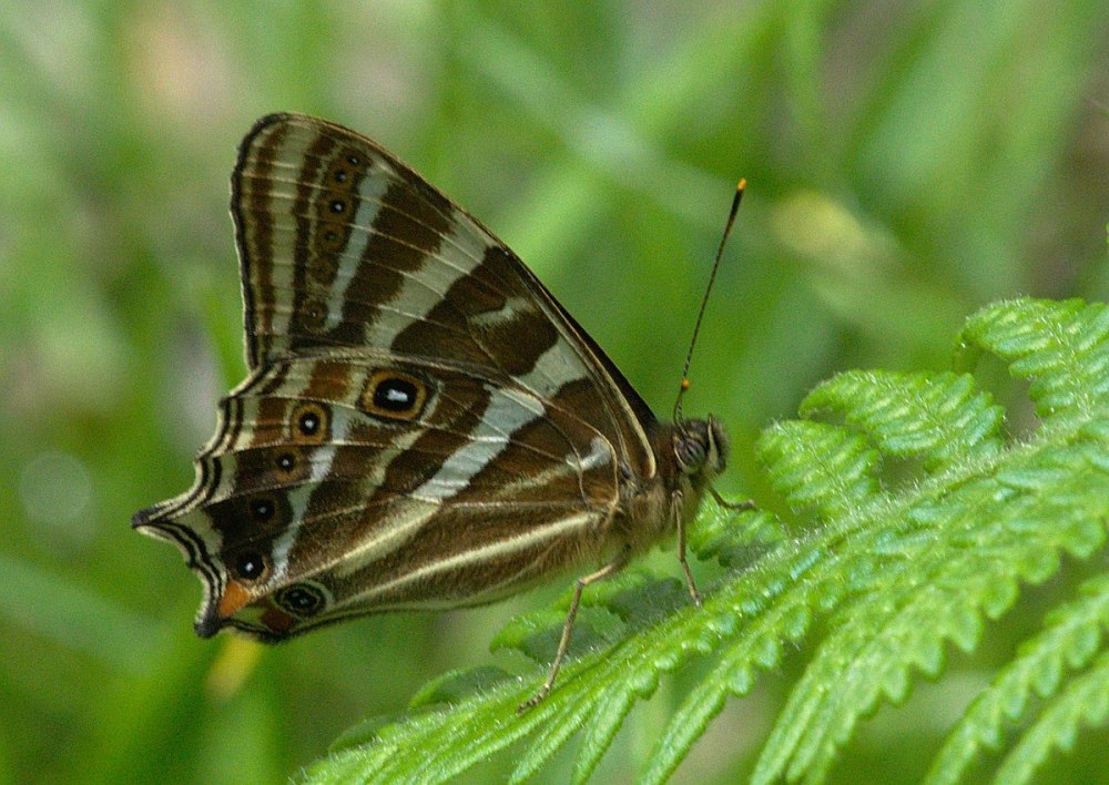 Lethe luteofasciata