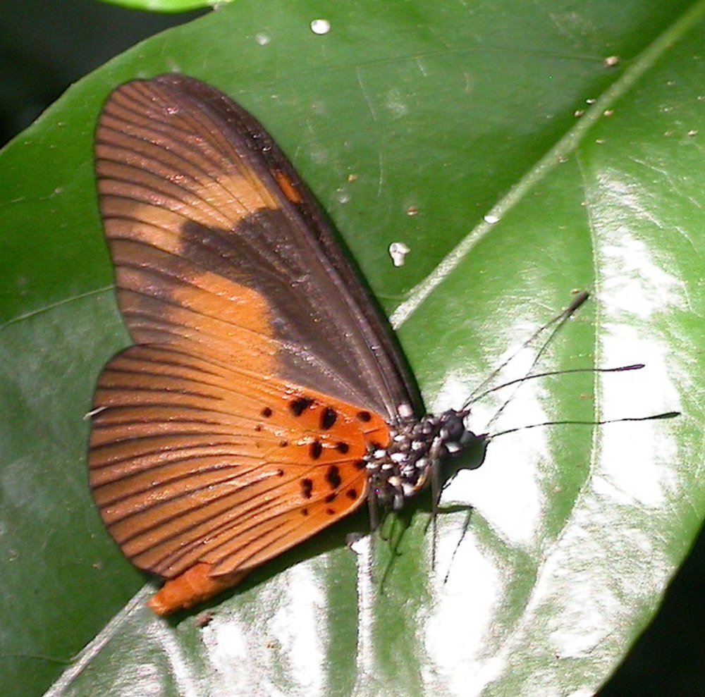 Elymniopsis bammakoo