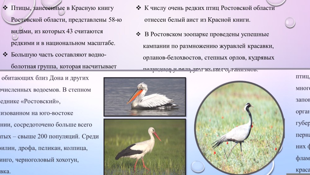 Животные и птицы занесенные в красную книгу