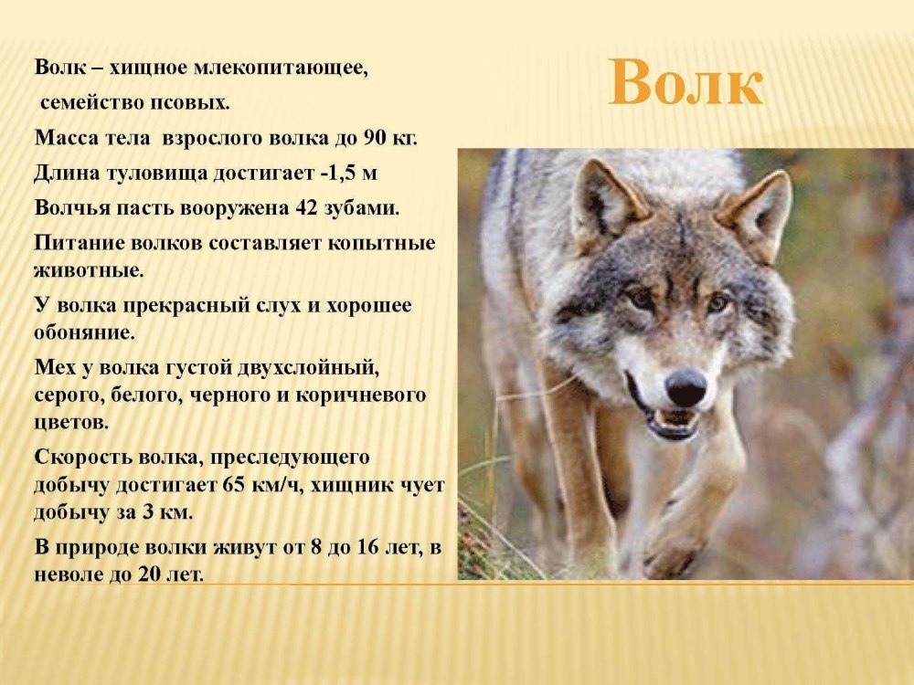 Характеристика волка