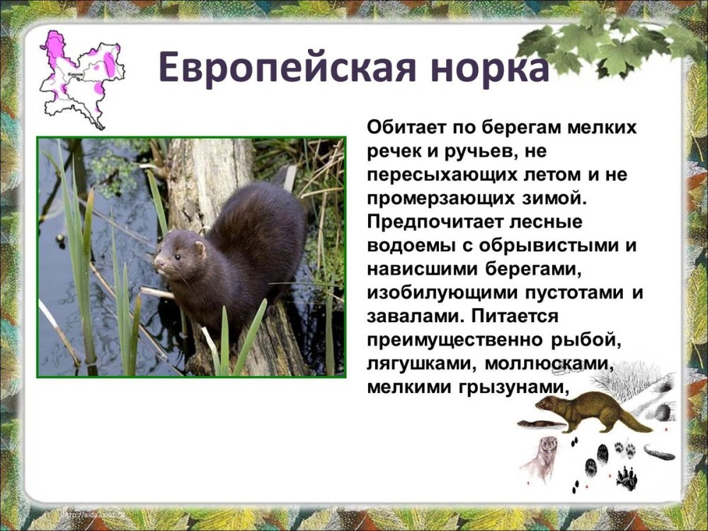 Редкие животные Кировской области