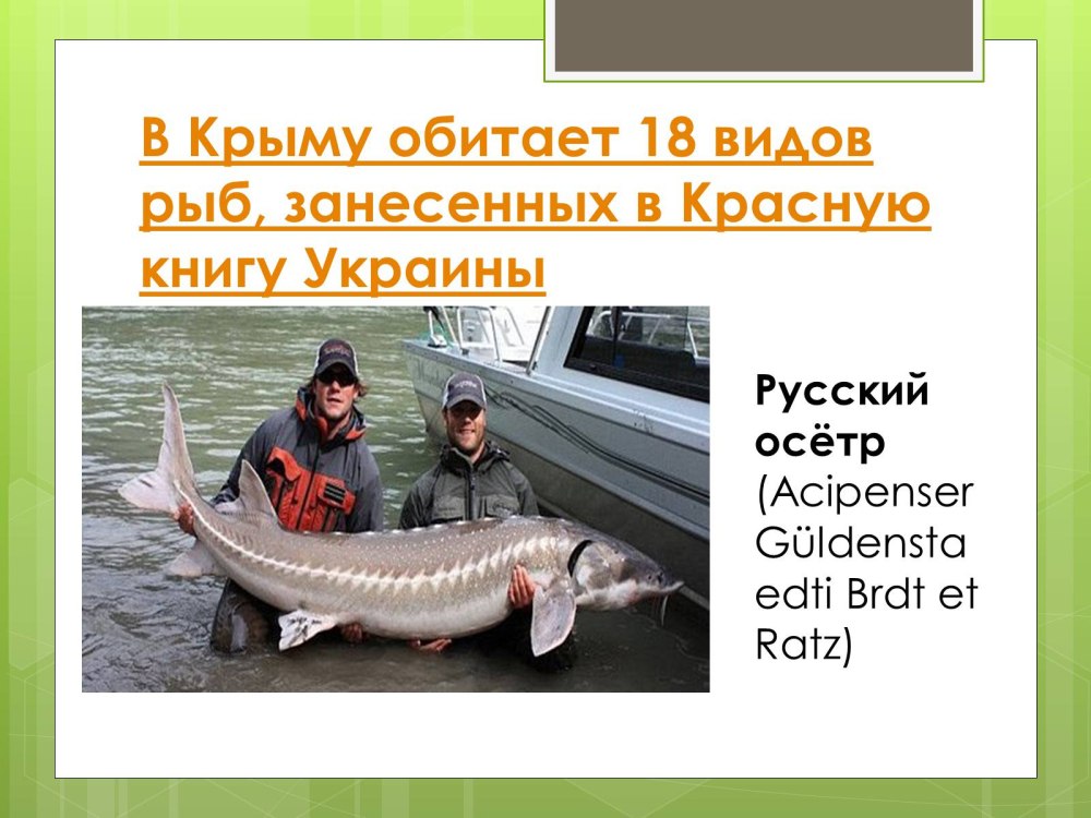 Рыбы красной книги