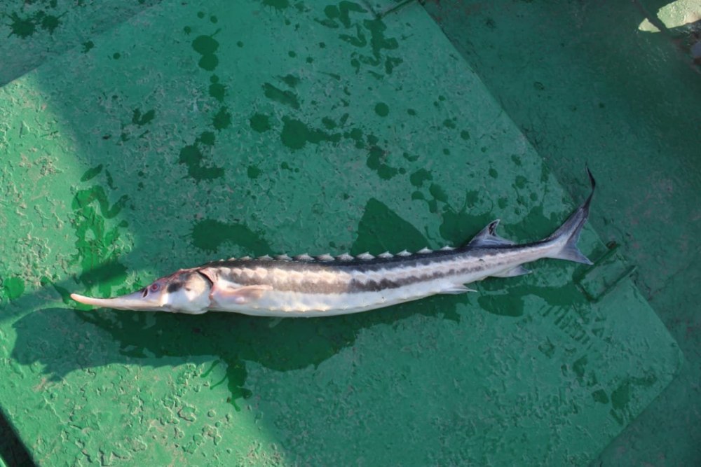 Севрюга в Азовском море