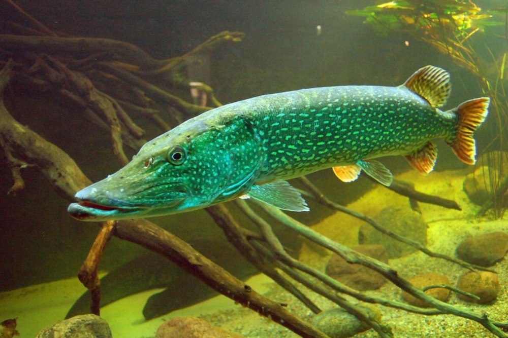Рыба щука Esox Lucius