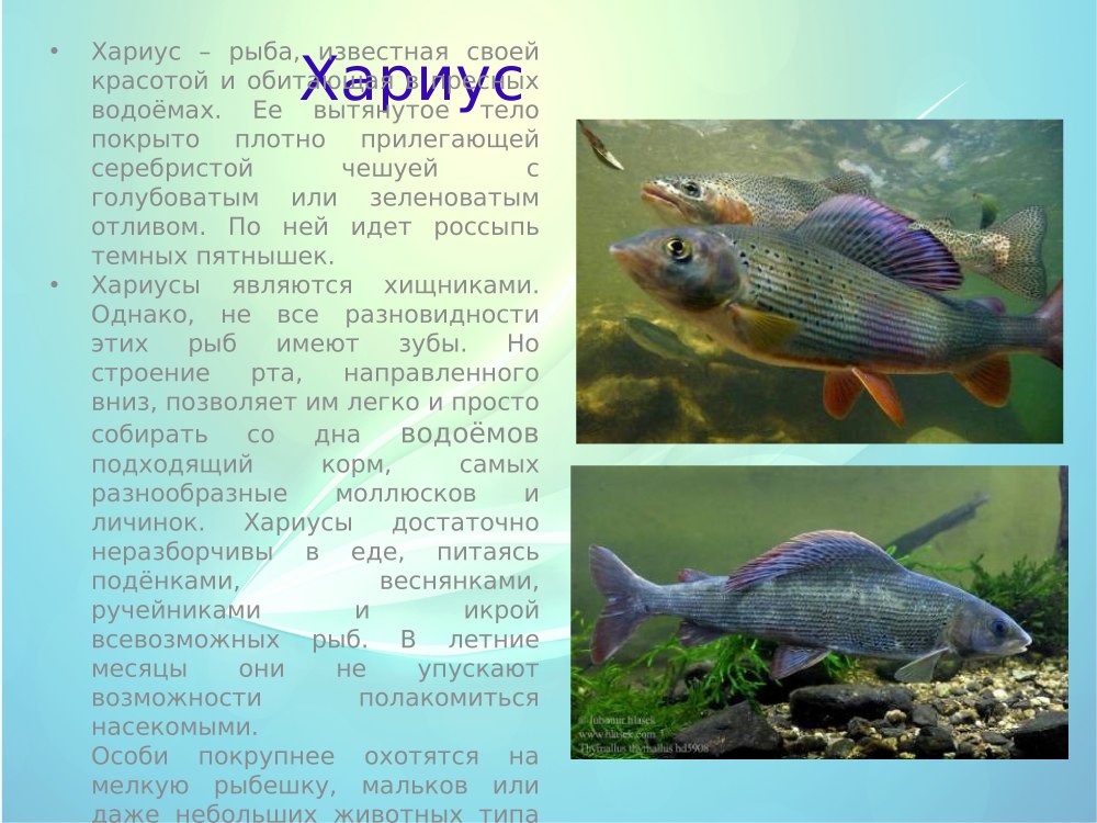 Краснокнижные Пресноводные рыбы