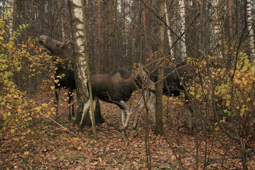 Лосиный остров национальный парк
