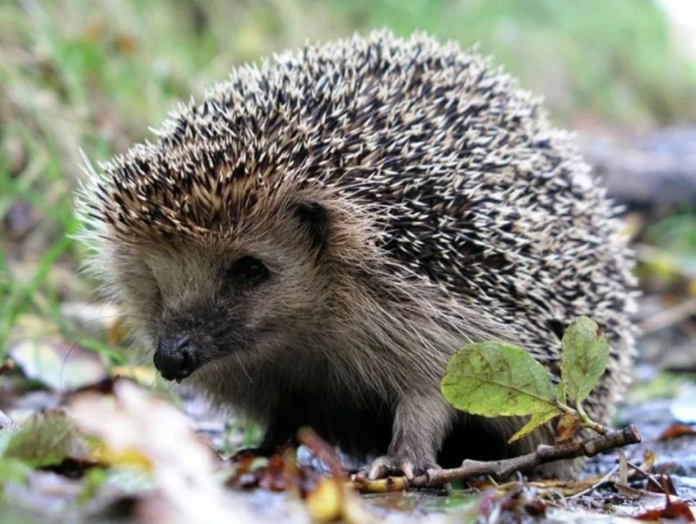 Erinaceus europaeus