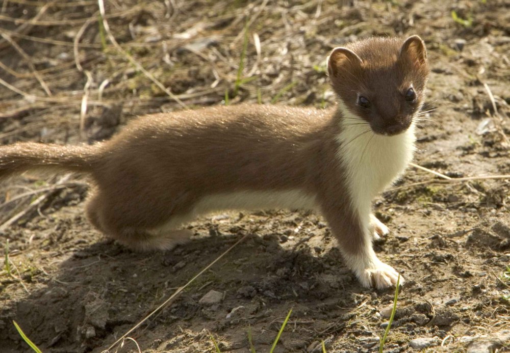 Горностай (Mustela erminea)