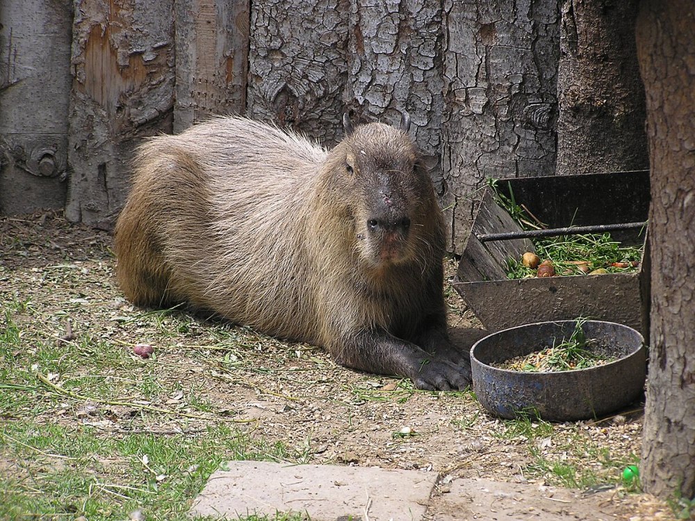 Умный зоопарк WIKIZOO