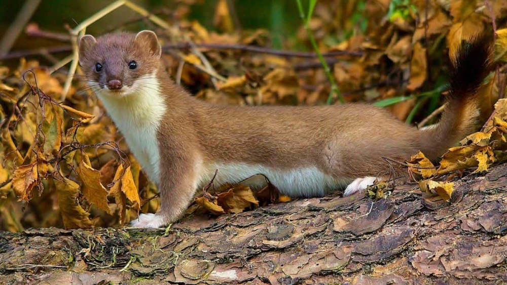 Ласка (Mustela nivalis)