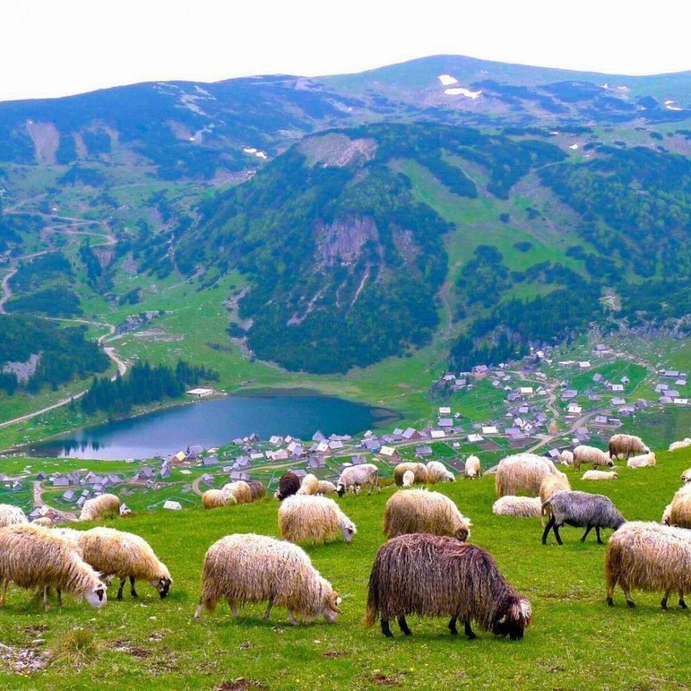 Горная овца Тоскана
