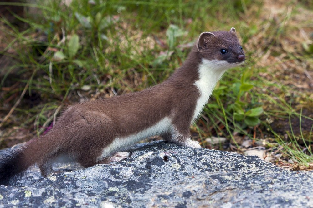 Ласка обыкновенная (Mustela nivalis)