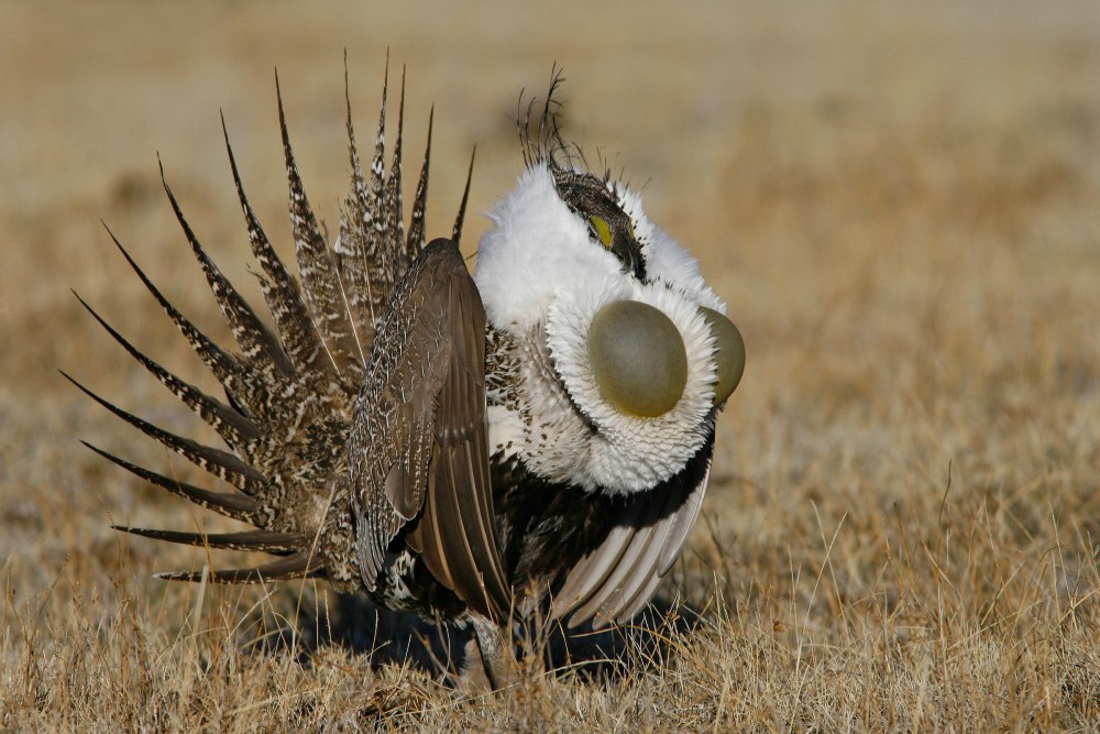 Great Sage Grouse