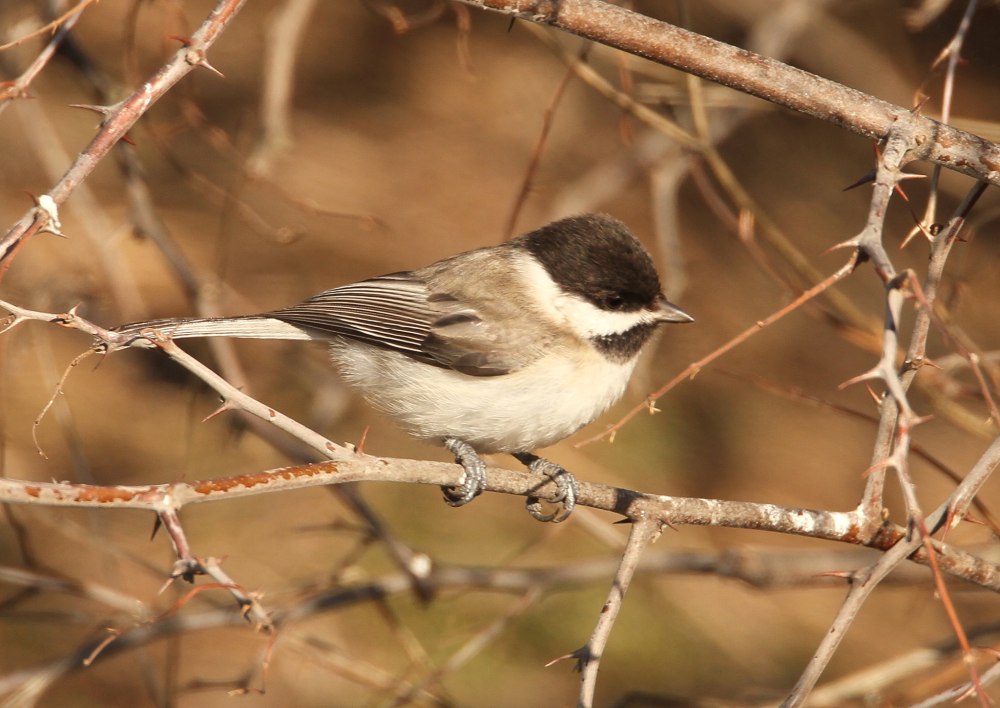 Poecile lugubris