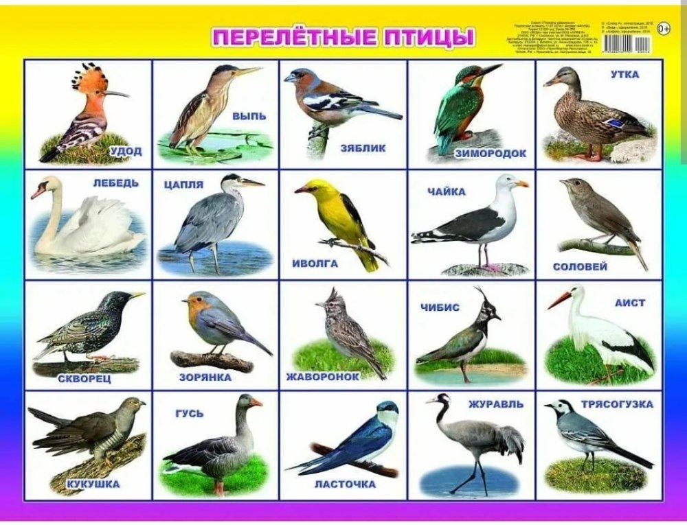 Перелетные птицы России для детей