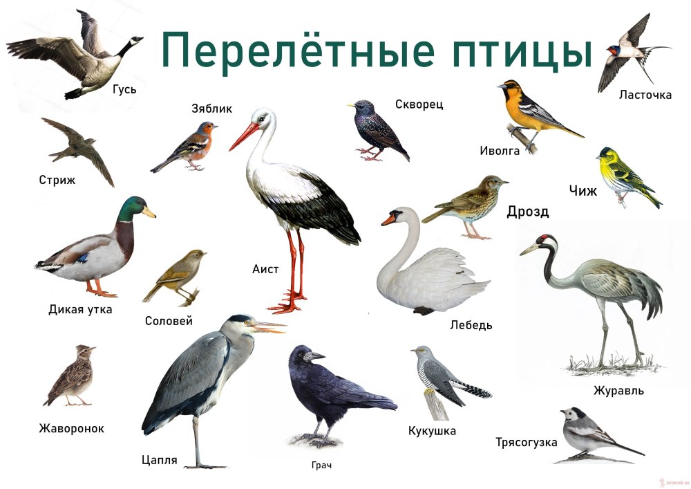 Перелетные и неперелетные птицы список