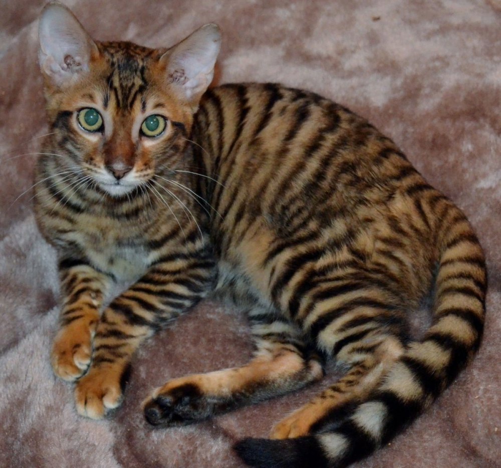 Кот тойгер