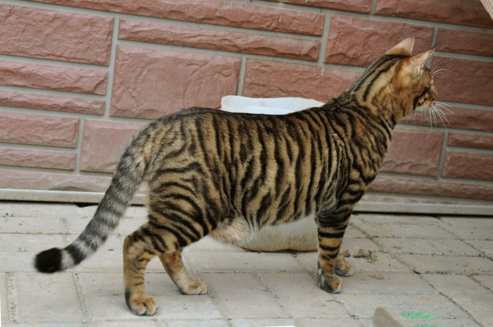 Бенгальский кот полосатый