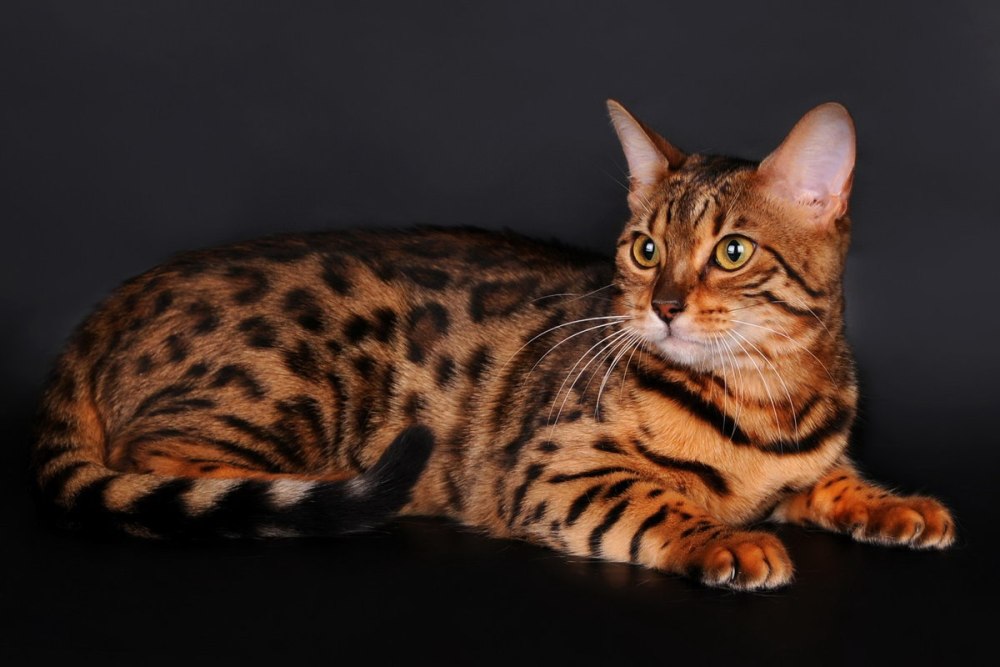 Бенгальская кошка тойгер