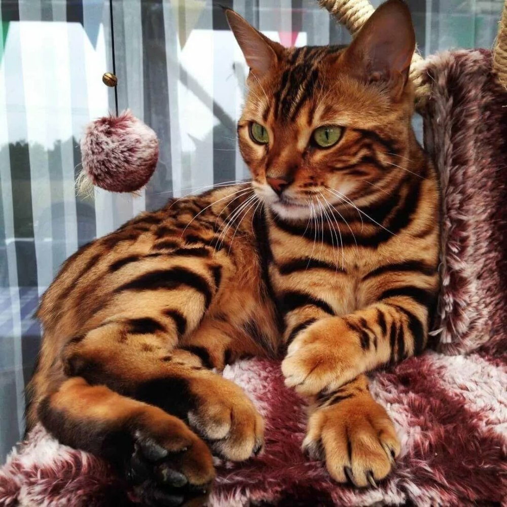 Тойгер кошка
