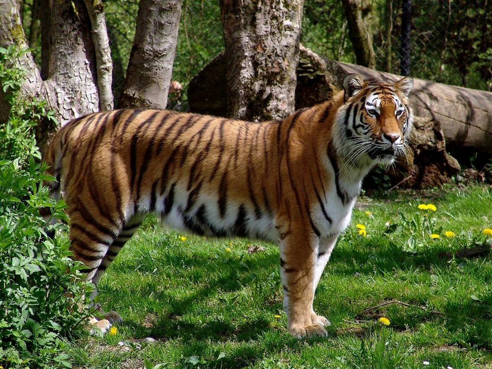 Амурский тигр Panthera Tigris altaica