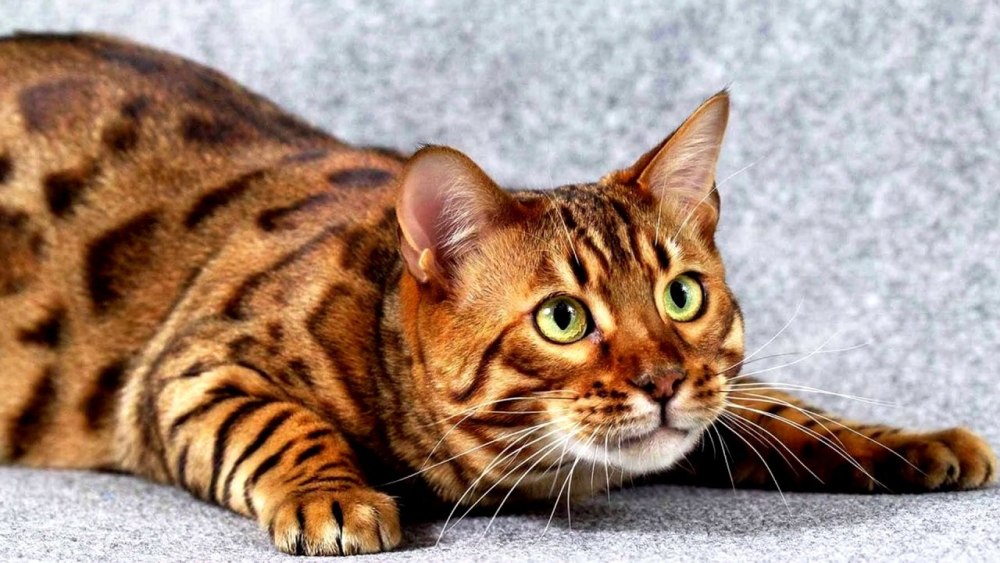 Бенгальская короткошерстная кошка