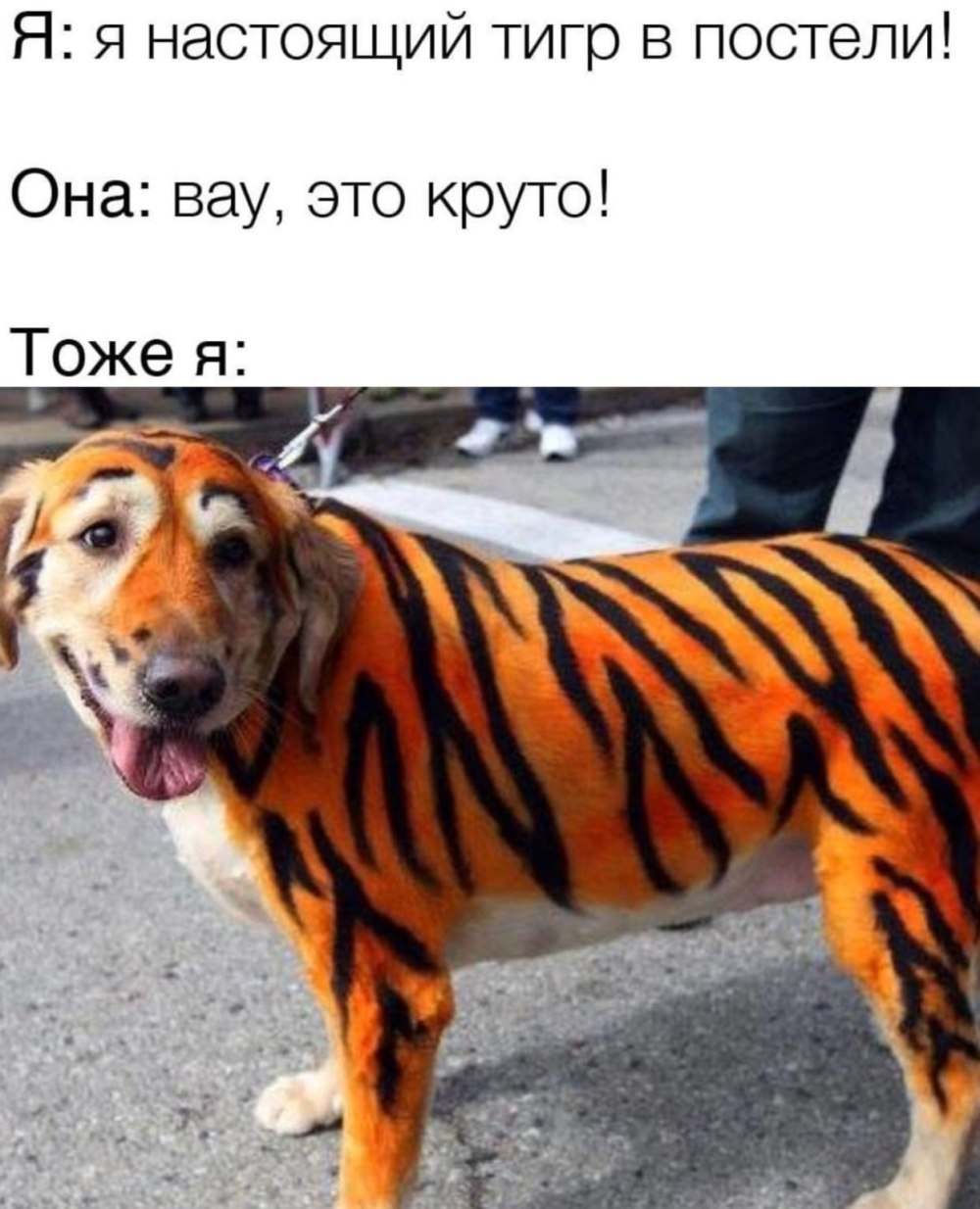 Тигр и собака толстой