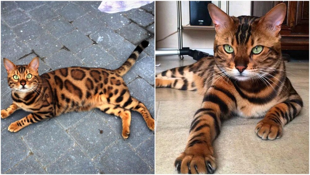 Бенгальская кошка Тигер