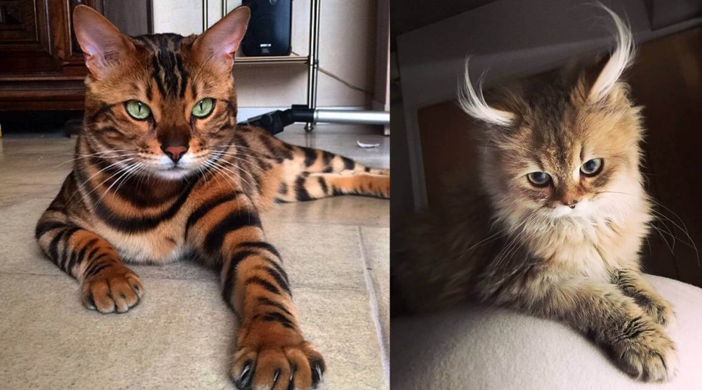 Бенгальская кошка тор