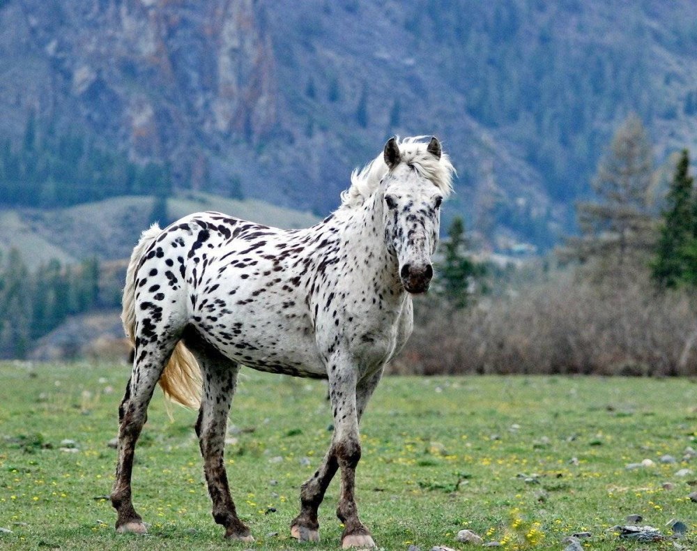 Алтайские чубарые лошади
