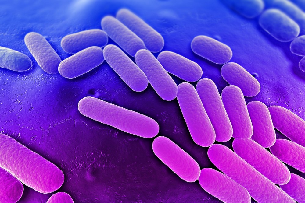 Бактерии коринебактерии