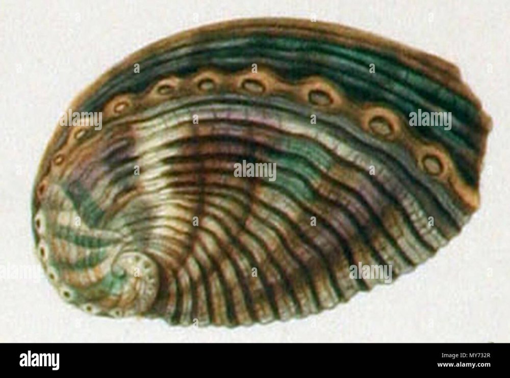 Клада Vetigastropoda моллюск