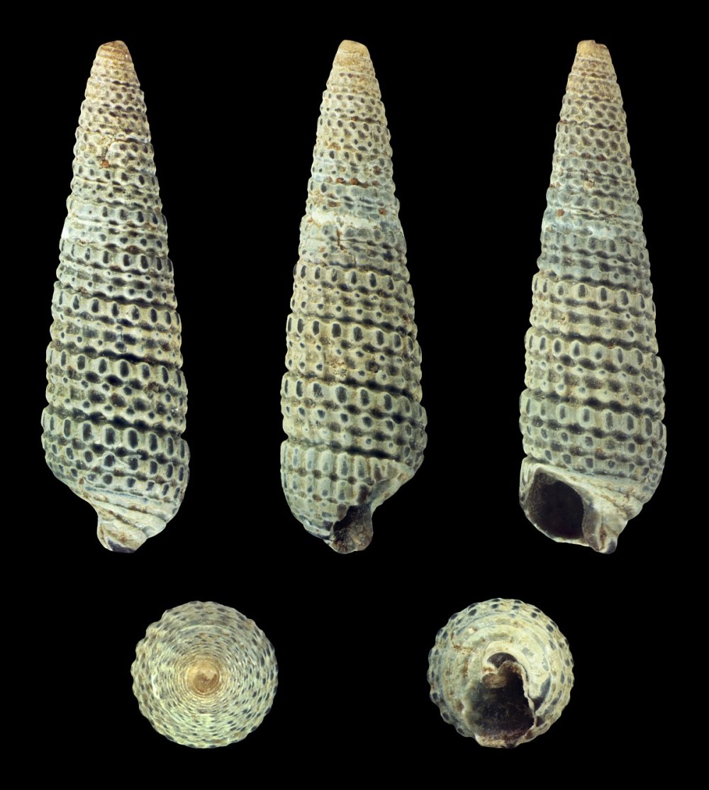 Jochenia pallescens