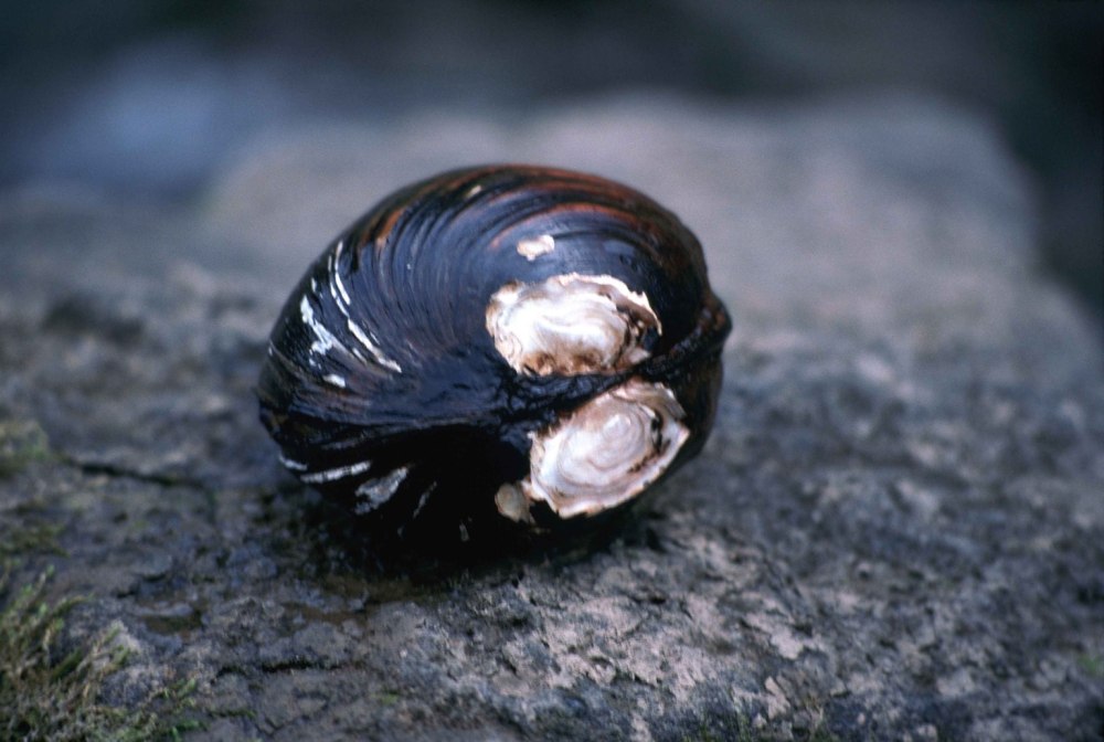 Lampsilis Mussel