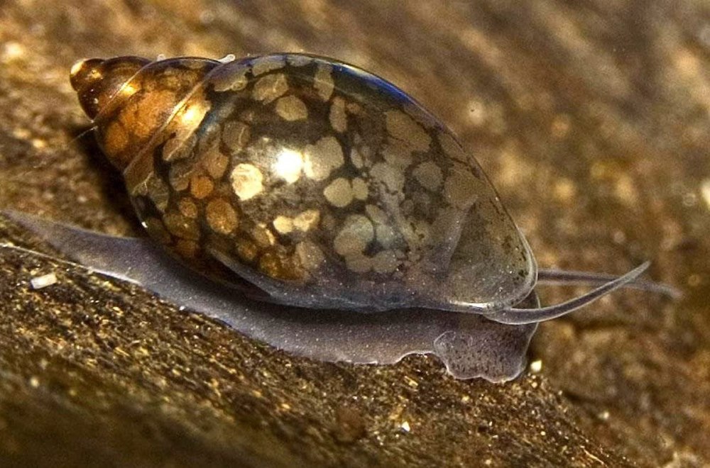 Физа пузырчатая Physa fontinalis