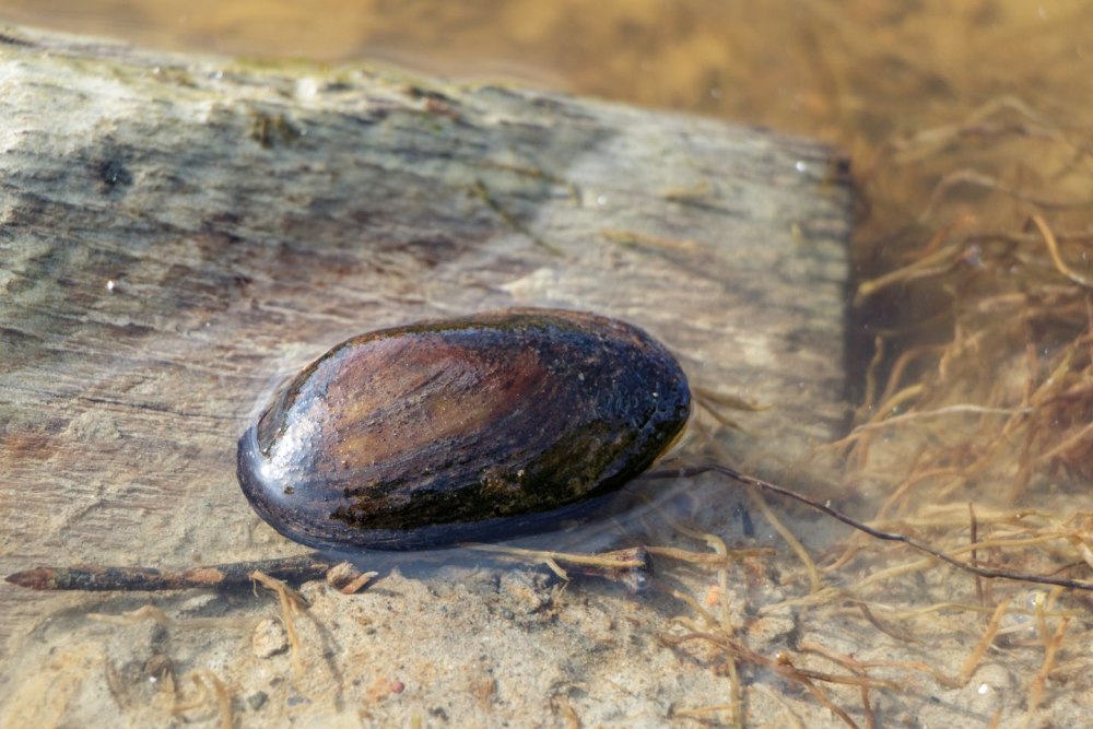 Elena_margaritifera слив