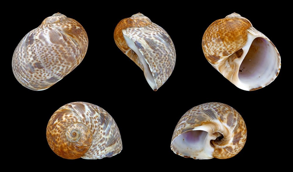 Naticidae моллюски