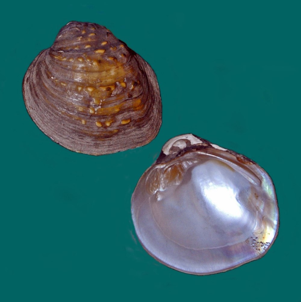 Моллюски Unionidae перламутр