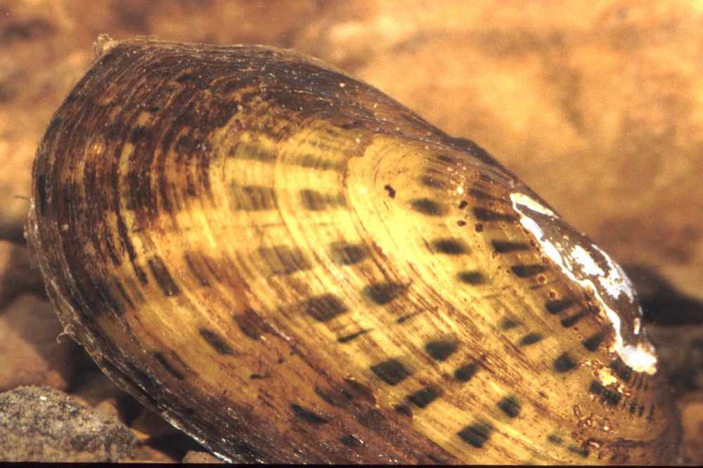 Villosa arkansasensis