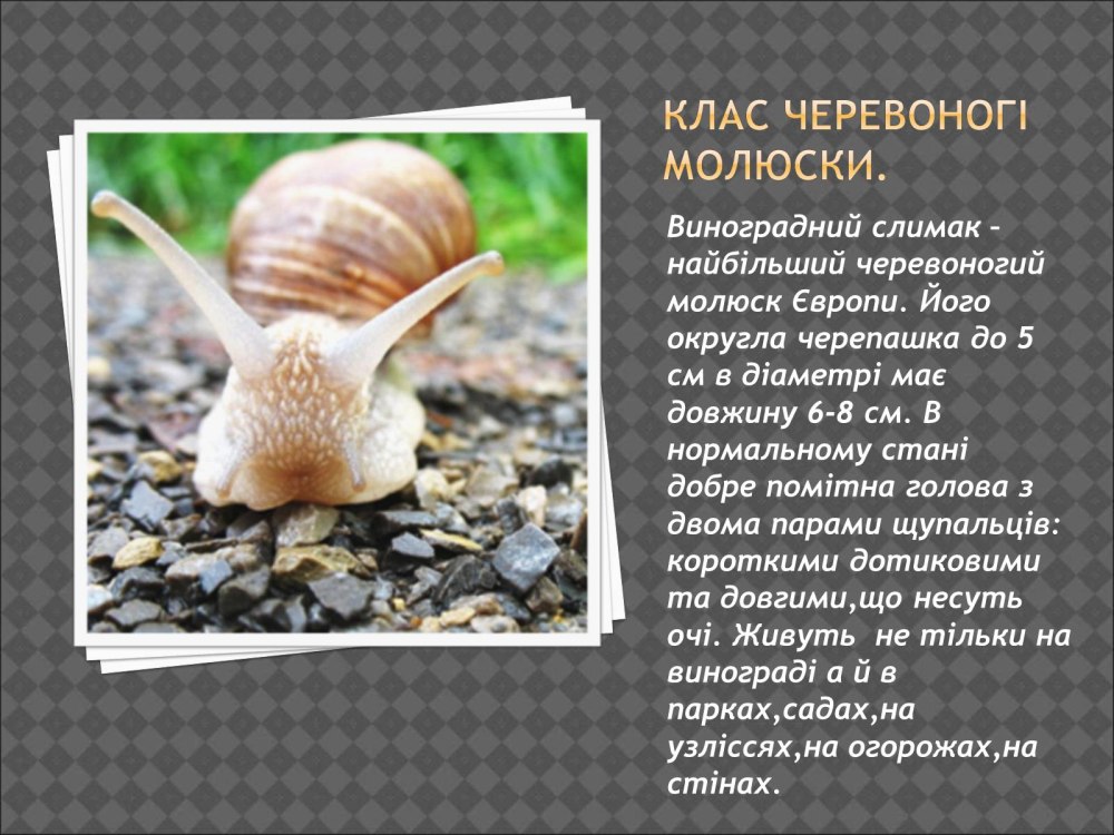 Презентация о молюсках