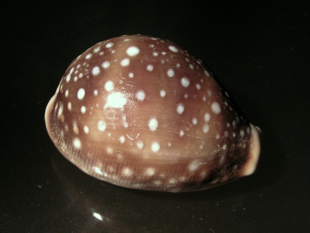Cypraea Aenigma