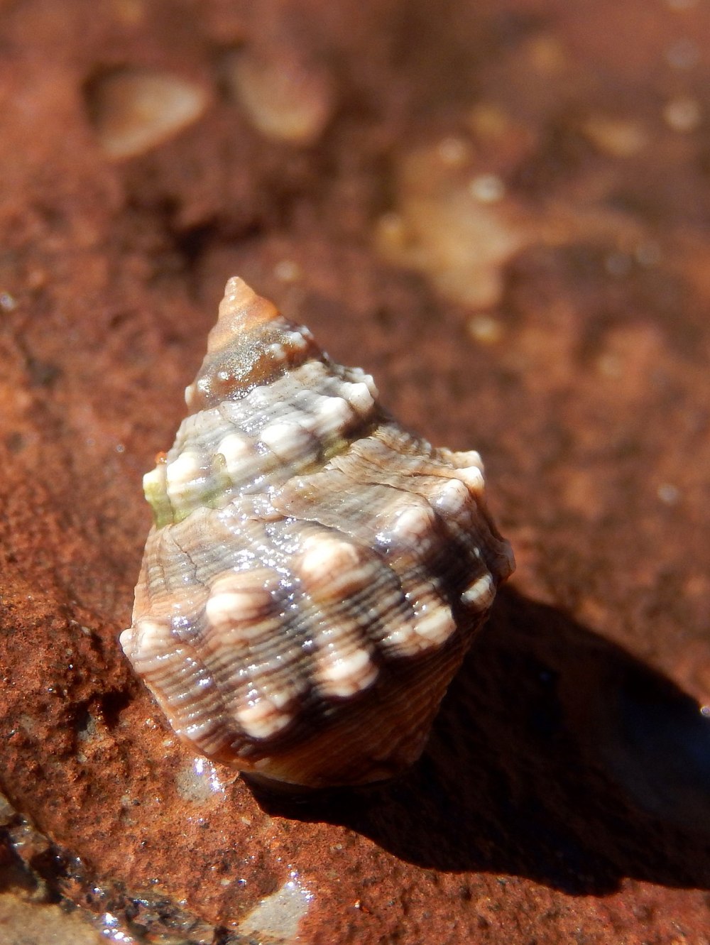 Littorinidae
