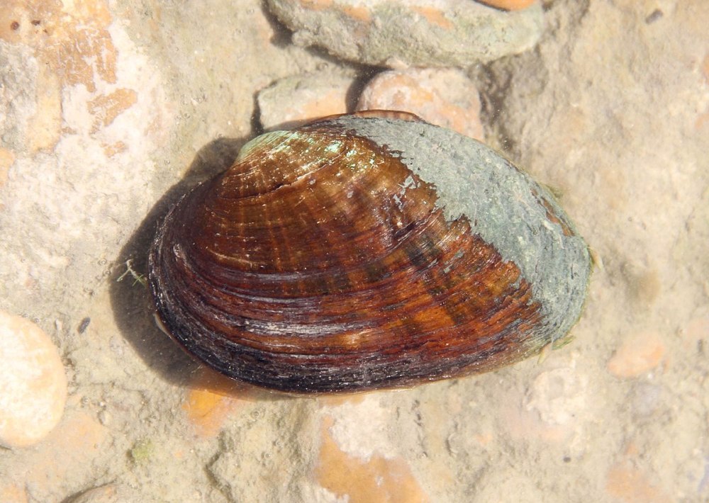 Unionidae