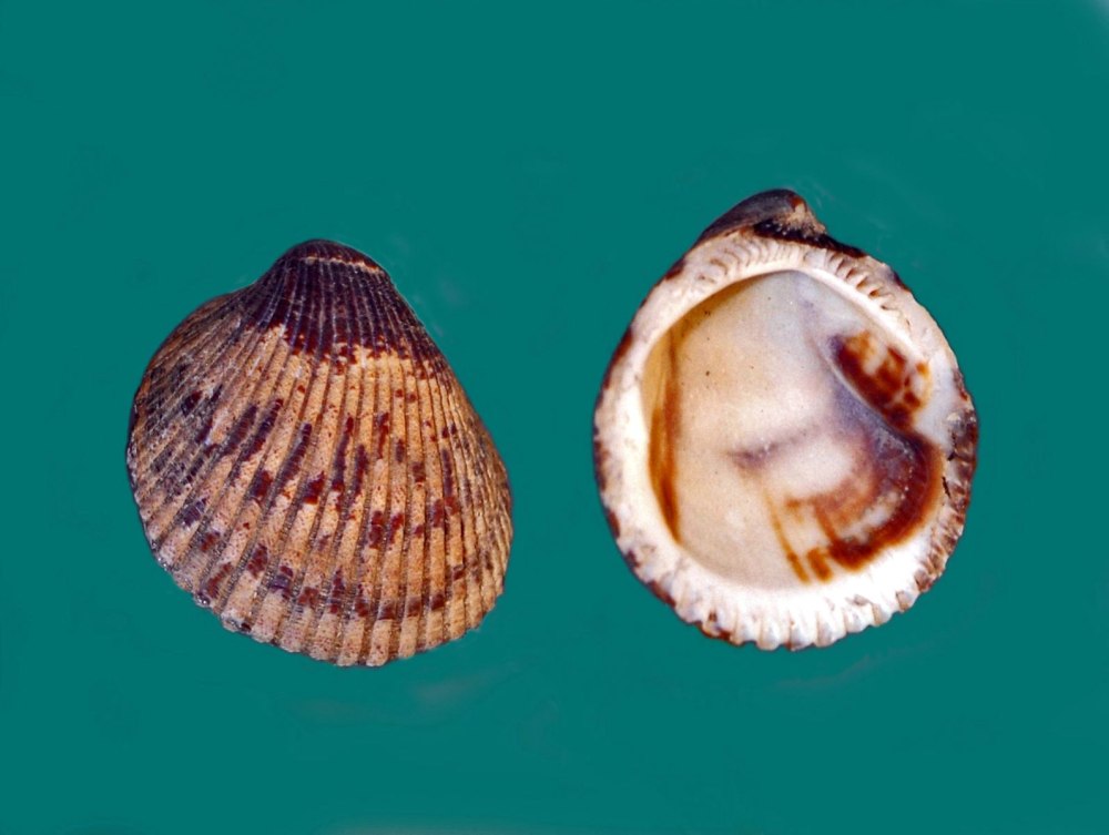 Pleurothallopsis inaequalis
