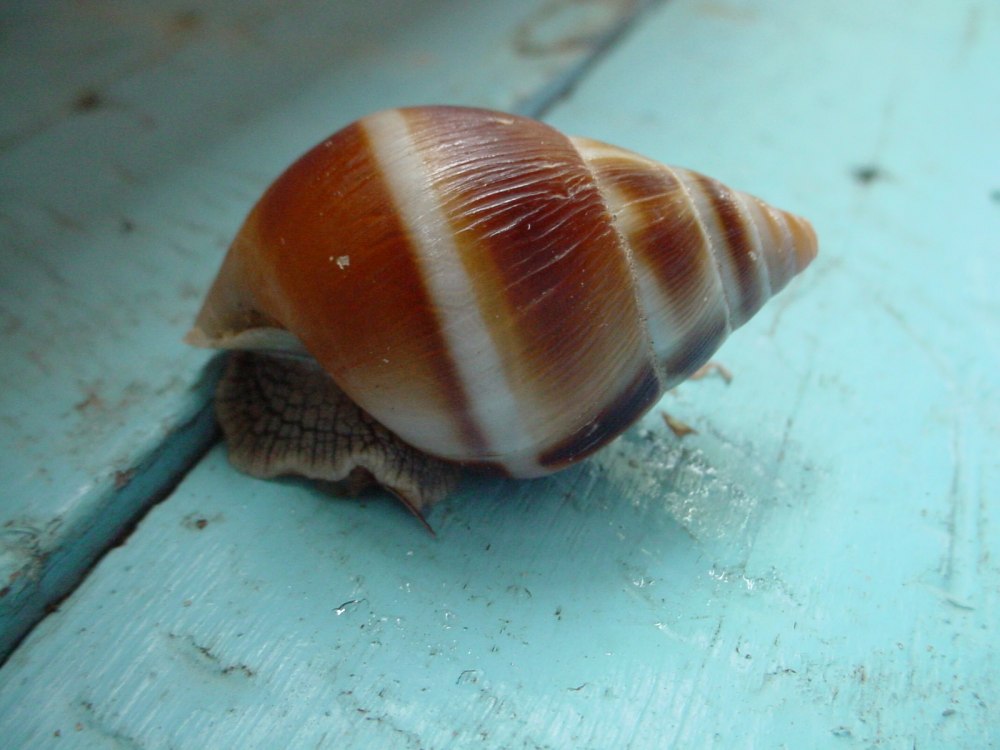 Семейство Acavidae